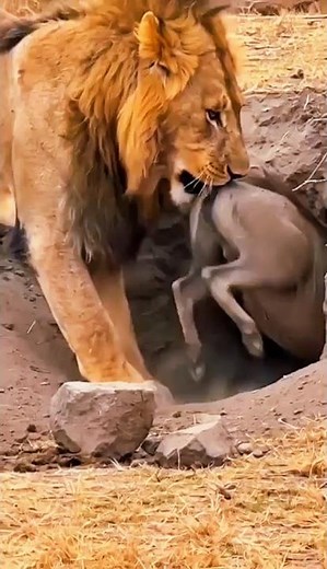 ライオンキングは隠れ穴でイボイノシシを狩る #wildlife #animals #特有種 #猟虫 #捕食シーン #lion #nature #wildanimals