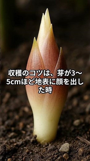 初心者でも失敗しない！ミョウガの育て方とおすすめレシピ #家庭菜園 #農業