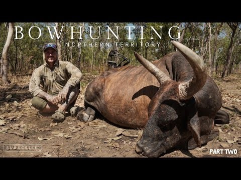 I Shot My First Two GIANT Scrub Bulls / Bowhunting Australia 2025