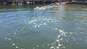 Dolphins are among the world's most efficient swimmers. Their “fusiform” body shape (rounded torpedo-like shape and gradually tapering tail) allows water to flow continuously from the body to the tail region. This delayed separation results in reduced wake and drag. Check out this speed run, including slo-mo! #dolphins #FLKeys #marinelife #imata #funfactfriday | Dolphin Research Center