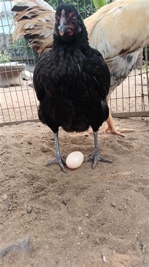 #rooster #aseelmurga #youtubeshorts #trending #viralvideo