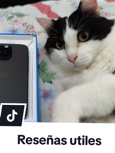 Gatos Graciosos y Memes de Aifon