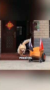 O Cão Mais Inteligente do Mundo Salvou o Dono!#shorts#varil#tranding#video