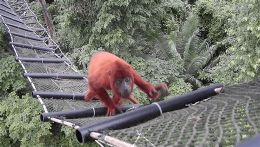 Watch: Canopy Wildlife Bridges Restore Vital Treetop Connections For Animals In Peru