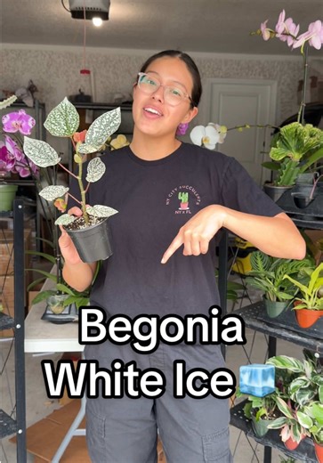 Discover the Unique Begonia White Ice Plant