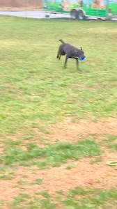 Meet Beth a 1 year old lab mix. This sweet beautiful girl has lots of energy, loves to play fetch, ok with other dogs, very outgoing and affectionate! If you need a best friend to have some fun with she's your girl! | Hardin County Animal Shelter - Elizabethtown, Kentucky