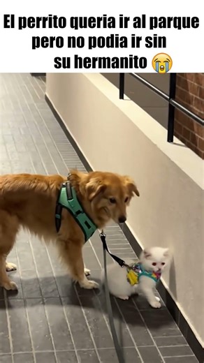 No iba a salir sin su hermanito 🐶🐱