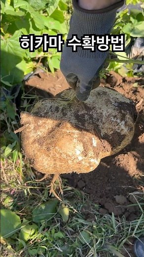 How to Harvest Jicama Without Wounding It