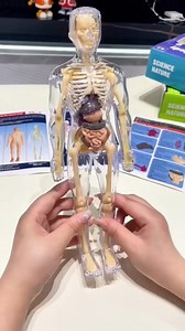 3.6K views · 200 reactions | ¿BUSCÁS UNA FORMA DINÁMICA DE ENSEÑAR EL CUERPO HUMANO? Este modelo de cuerpo humano de tamaño de mano muestra las principales partes y órganos del cuerpo, facilitando el aprendizaje de los más pequeños. | Diver Tienda | Facebook