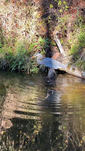 We’ve been traveling through Florida visiting family and doing puzzles from our Florida Sunshine Memories word search book along the way. Today’s puzzle theme was Gulf Coast wildlife, and right on cue we captured this incredible moment of a heron fishing along the water. 🐦🎣 This is exactly why we love tying real-life experiences to our puzzles—every word search highlights iconic places, wildlife, and moments that make Florida special. Screen-free fun, memory-making, and a little nature magic a