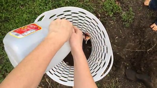 How To Grow Potatoes In A Laundry Basket