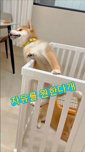 자유를 향한 집념 쇼생크탈출 #시바견 #탈옥
