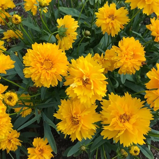 100 Coreopsis Grandiflora Seeds - Texas Native Wildflower - Perennial Yellow Blooms - Pollinator-friendly USA Grown - Etsy
