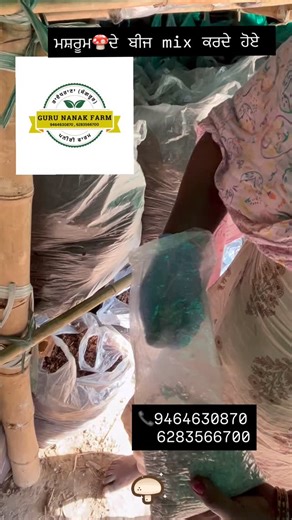 🙏🏻❤️ #farmimg #mushrroms #tractor #viral #support #jattlifebaby❤️👑 #mushrooms🍄 #business #viralinstagramreelsvideo♥️ #mushroom | Guru Nanak Farm