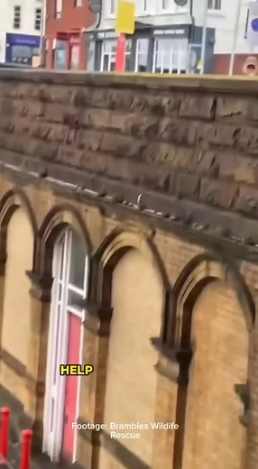 10K views · 157 reactions | Look up and save lives, it’s time to end bird netting. | Protect the Wild | Facebook