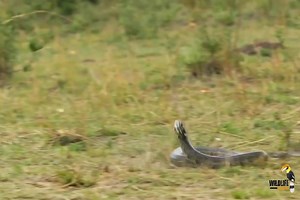 Lioness vs Rock Python fight | CBLJC - Church of Body of Lord JESUS Christ, Athumanesar Ministries