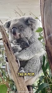 Koala Fact You Wish You Didn’t Know! #koalas #cuteanimals #weirdfacts #wildanimals #wildlife | Moviez