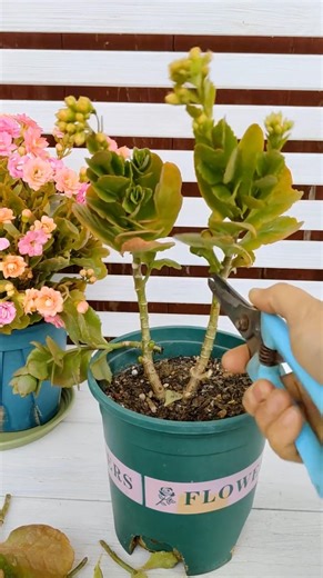 Pruning Kalanchoe flowers after grow up beautiful #shorts #plants #diy