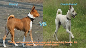 Basenji vs. Cretan Hound: A Comparison of Ancient Dog Breeds