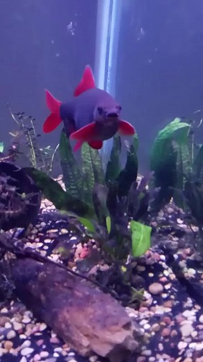 Colorful Rainbow Shark Playing in Lush Aquatic Plants