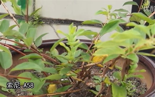 2016用索尼A58拍摄的样片