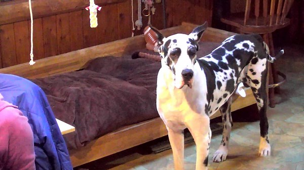Service Dog Project - great danes | Explore.org
