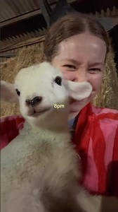 Vlog 91/365 I got to cuddle a tiny lamb… a gorgeous start to April ✨ #dayinmylifevlog #lifestylevlog