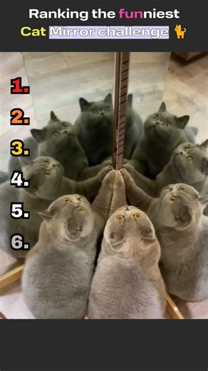 Ranking the funniest cat mirror challenge 🐈