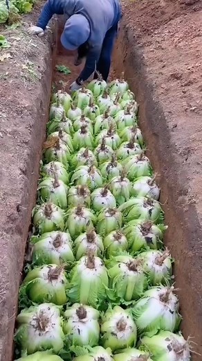 Northern Chinese Store Cabbages Wildly in Winter: 1-Meter Pits for Burial!#vegetableplanting #plantingtips #gardeningtips #agriculture | Agriculture 2.1