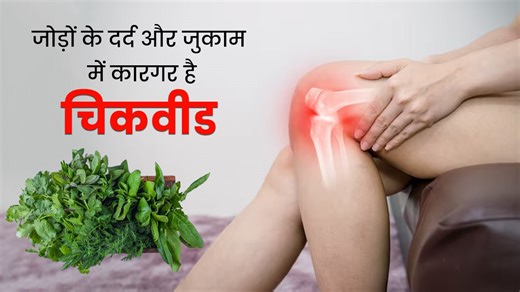 Chickweed Benefits: जोड़ों के दर्द और जुकाम में कारगर है चिकवीड, जानें इसके अन्य फायदे