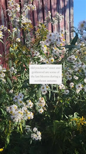if you want butterflies next year, let the aster & goldenrod grow! and don't cut them when they go to seed 💜💛 #wildflowers #nativewildflowers #aster #goldenrod #pollinators