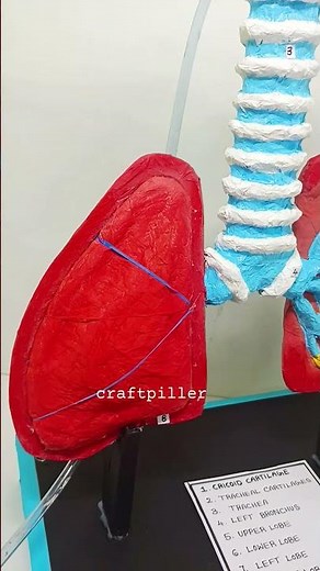 human respiratory system working model 3d for science project exhibition - biology | craftpiller
