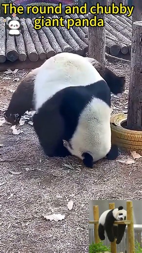 Panda Rolling Around for Fun#PandaRoll #PandaPlay #HappyPanda #PandaMoments
