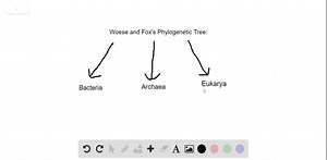 SOLVED: Which of the following is NOT a domain in Woese and Fox's phylogenetic tree? a. Plantae b. Bacteria c. Archaea d. Eukarya | Numerade