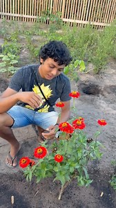 Sequência de Fibonacci na Natureza #experimento​ #biologia​ #matemática​ #educação​ #ciência | Domingos Dos Santos Neto TT