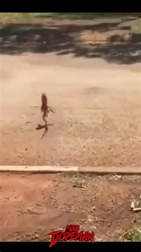 I can watch this LIZARD RUN ALL DAY 😭 #shortsmusic #shorts