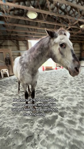 Lesson Kid Teaches Horse to Rear: Funny TikTok!