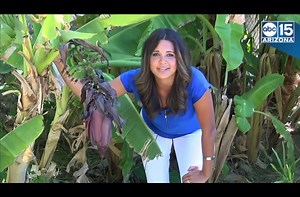 Blue Java Bananas in stock, the ones that taste like vanilla ice cream. Perfect time to plant. Perfect weather. Great selection. ABC15 Arizona Tropica Mango Rare and Exotic Tropical Fruit Tree Nursery If you are seeing this post in your “feed”, more than likely there are other posts you might find interesting that you aren’t seeing. Visit our page and see what else we are talking about, or have in stock. Then like or follow to stay up to date. Nursery links to our Etsy store, Amazon page, hours,