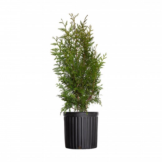 Green Giant Arborvitae for sale online | Shop Thuja Trees