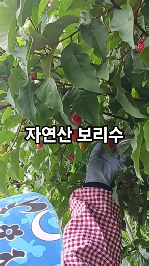 자연산보리수 보리수따기 보리수효능 붉은열매 보리수잼 보리수주스 보리수청 보리수차 #남도지방농사 @효자손시골농장