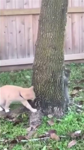 Gato perseguindo esquilo. "cat chasing squirrel" #shorts