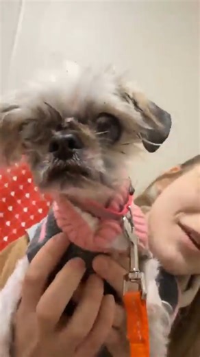 🩷 Tiny grandma Ruthie needs to get out of the shelter ASAP, can you help? 🩷 This precious little girl is only 6 pounds, and she is very underweight…she needs to get into a foster or adoptive home ASAP so she can relax, be loved and feel comfortable enough to eat and put on some pounds! • May be a bit shy at first but give her time and you’ll soon win ber trust • Is comforted by being held • Would love a calm, quiet home • Just wants to be by your side or snuggle in your arms • Avoidant of othe