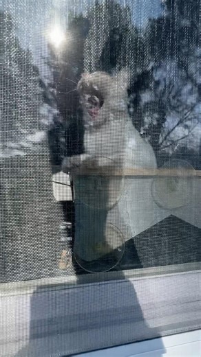 Tiger Claw Handstand Stretch