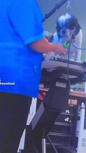 It’s deeply concerning to see a growing number of groomers unable to manage their own anger or frustration—sometimes even taking it out on the very dogs they are entrusted to care for, including their own. Grooming is more than a profession; it’s a position of trust. Animals depend entirely on the patience, gentleness, and emotional control of the person handling them. When a groomer loses control, abuses, yells, or acts out in frustration, that’s not “discipline” — it’s a breach of professional