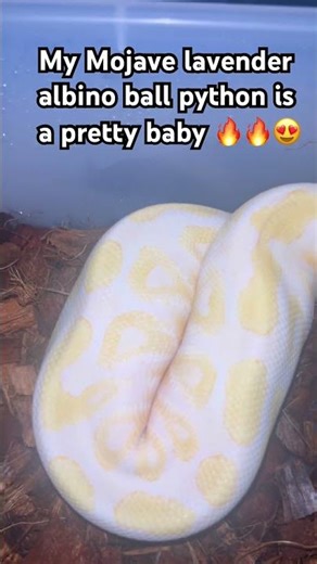 My Mojave lavender albino ball python #snake #snakemanpat #shorts #pets #pet #trending #subscribe