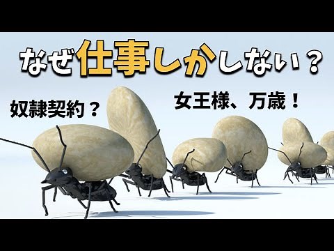 The real reason why worker ants work for the queen ant!