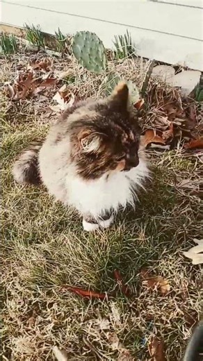 My pretty Kitties #cat #cute