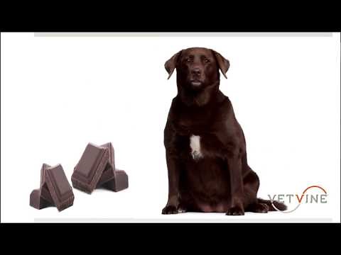 Hydrogen Peroxide Use for Inducing Vomiting in Dogs