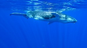 Wild marine Moorea Moorea et son lagon, sa flore et surtout sa faune marine si extraordinaire. Un condensé d'images captées en à peine 2 jours dans une petite vidéo faite pour illuminer votre journée et tenter de vous faire rêver. A partager donc, pour mettre des requins, des raies, des poissons et des baleines un peu partout sur vos murs !!!! | Nautimages