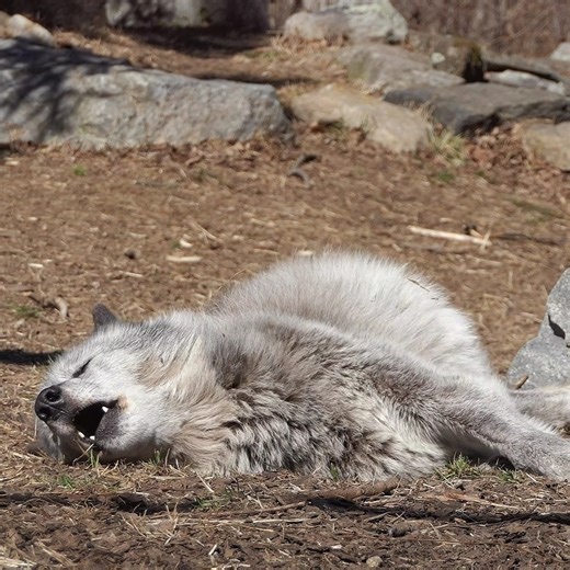 148K views · 10K reactions | Lazy and lovable. Sometimes the best howls make you giggle  | Wolf Conservation Center | Facebook